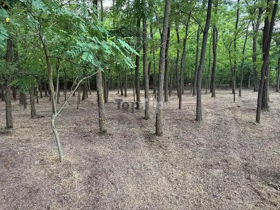 Plac sa Šumom na Makovoj Sedmici